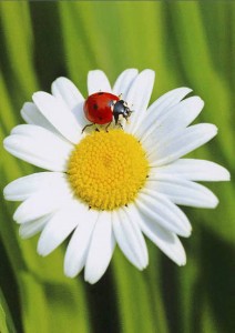 E' NATA MARGHERITA: la terza nipotina