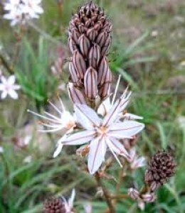 L'ASFODELO...QUEL FIORE SCONOSCIUTO, NUTRIMENTO ...